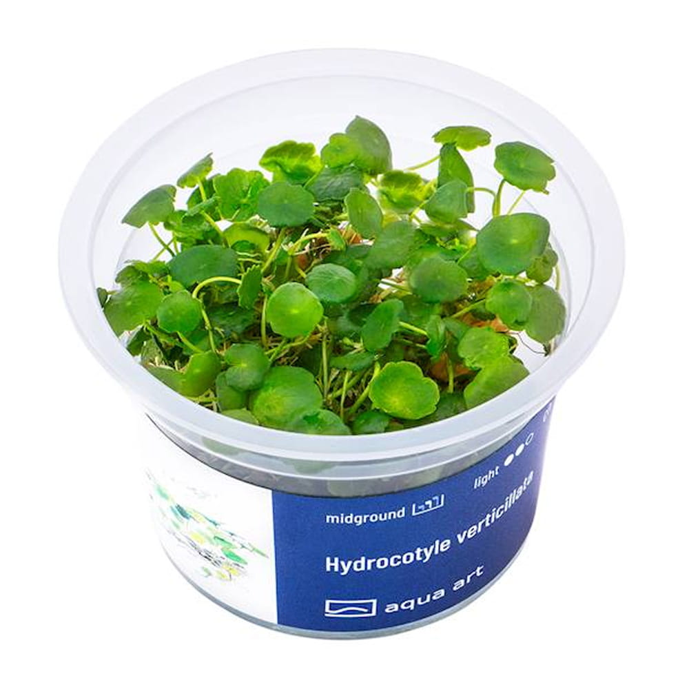 Hydrocotyle Verticillata In Vitro Kubek.jpg
